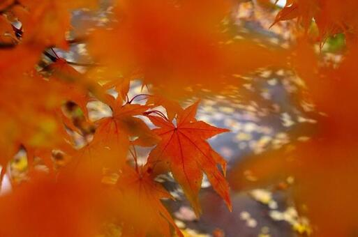 Photo, autumn, blur, leaf, 