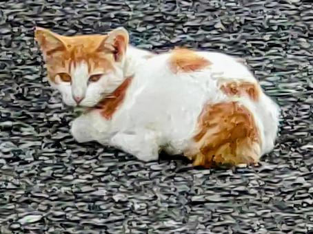 一休み 一休みの写真