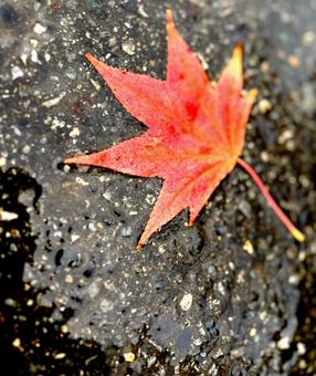 もみじ　アスファルト モミジ,秋,赤の写真素材