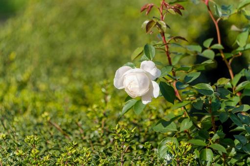 A single white rose, JPG A single white rose, JPG