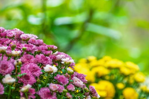 色鮮やかな菊の花咲く秋の庭 色鮮やかな菊の花咲く秋の庭の写真