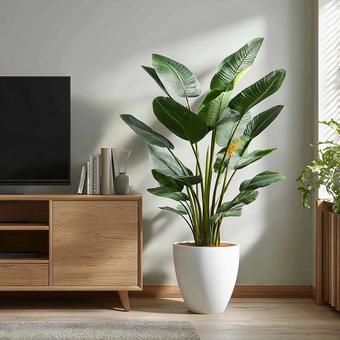 リビングを彩る大型観葉植物 リビングを彩る大型観葉植物の写真