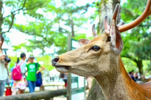 Photo, deer, animal, une créature, 