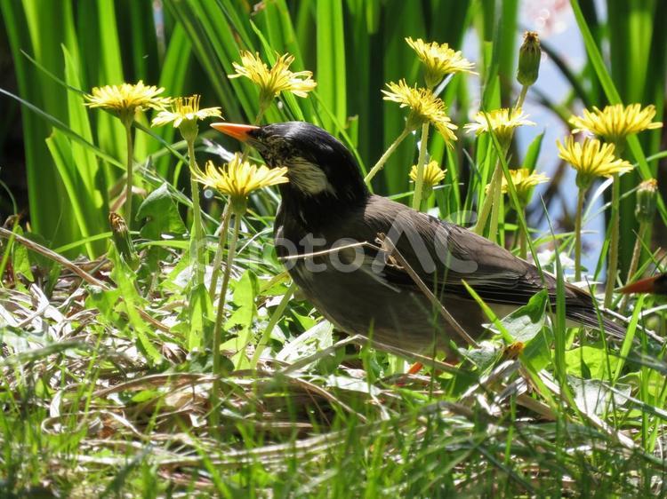 花の中のムクドリ 野鳥,春,ムクドリの写真素材