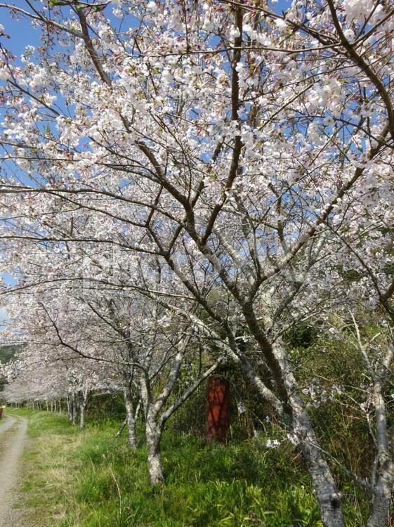 桜　田舎の小径 桜,春,田舎の写真素材
