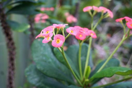 ピンクのハナキリン ピンクのハナキリンの写真