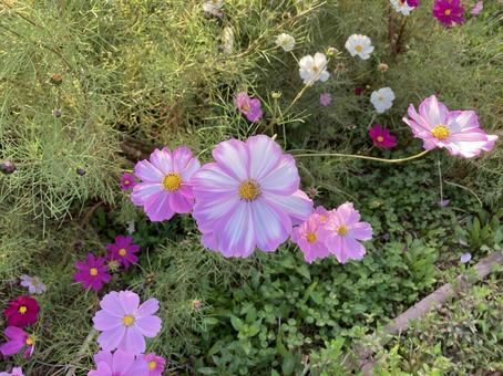 コスモス 自然,コスモス,ピンクの写真素材