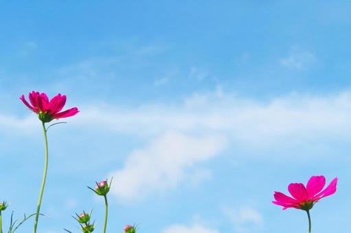 Blue sky and cosmos, JPG