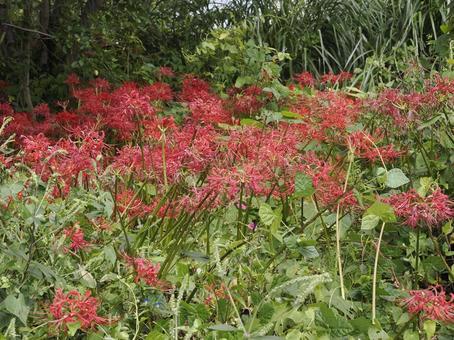 Red spider lily (Higanbana), JPG Red spider lily (Higanbana), JPG