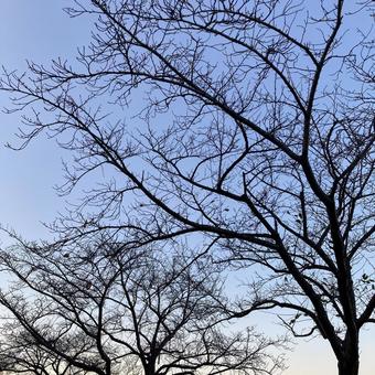 枝シルエットと夕暮れ 枝,木,空の写真素材