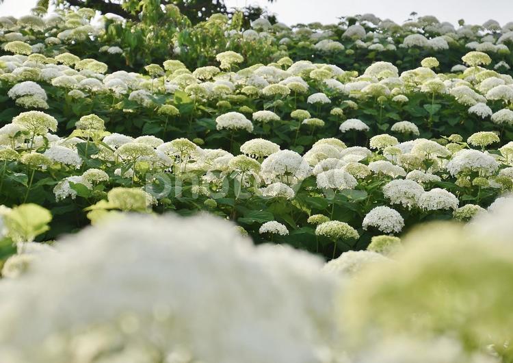 お台場のアジサイ アジサイ,紫陽花,アナベルの写真素材