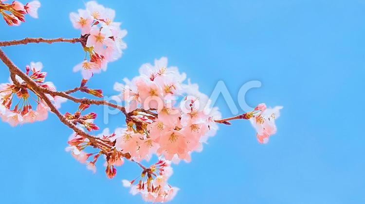 桜と青空8 桜,サクラ,花の写真素材