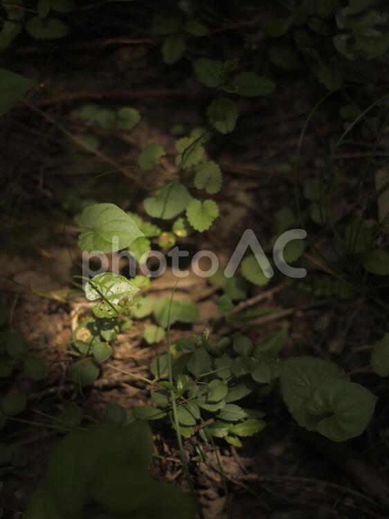 木漏れ日 葉,自然,花の写真素材