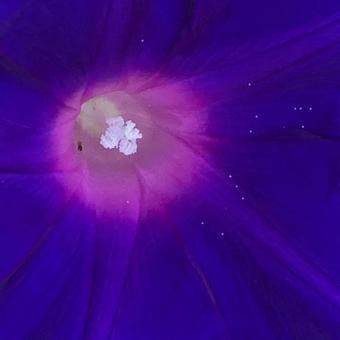 朝顔 ムラサキ おしべ アップ 朝顔 ムラサキ おしべ アップの写真