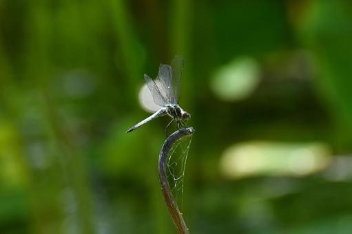 池で飛ぶとんぼ 池で飛ぶとんぼの写真