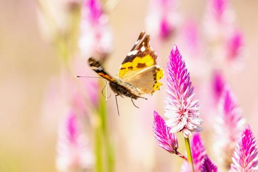 アカタテハ(48)の写真