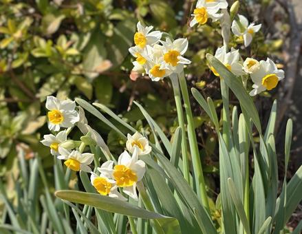 ニホンスイセン ニホンスイセン,水仙,日差しの写真素材