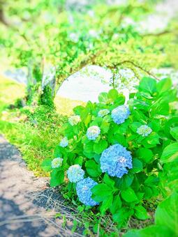 緑とアジサイ 緑とアジサイの写真