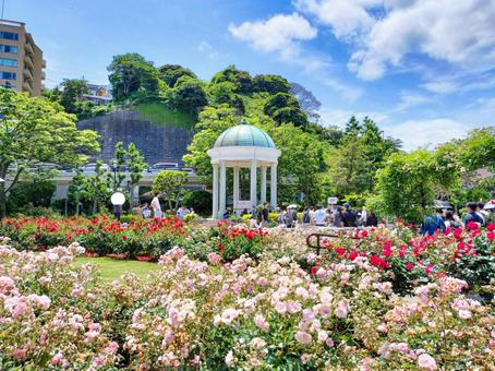 横須賀市ヴェルニー公園洋風あずまやと薔薇 ヴェルニー公園,バラ,庭園の写真素材