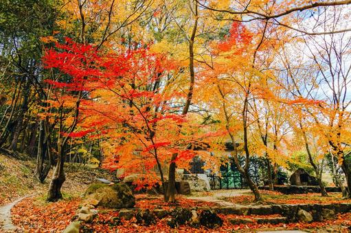宝福寺の紅葉 宝福寺の紅葉 もみじ,美しい,カラフルの写真素材