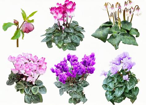 切り抜きPSD素材ー冬の植物3 花,冬,シクラメンの写真素材