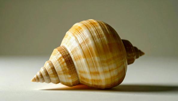 巻貝 巻貝の写真