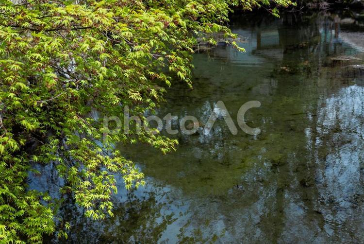 天川村　洞川　龍泉寺　庭園 池,水,初夏の写真素材
