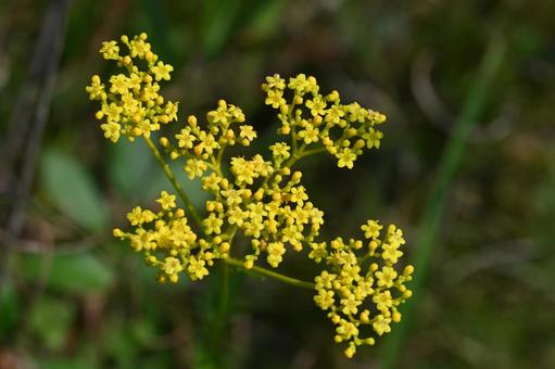 榛名ユウスゲの道で撮ったオミナエシの花 榛名ユウスゲの道で撮ったオミナエシの花の写真