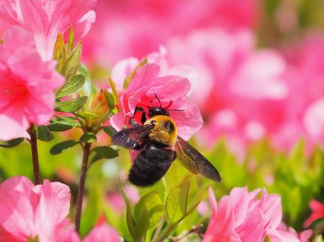 Carpenter bee and azalea, JPG