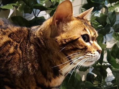 猫 猫の写真