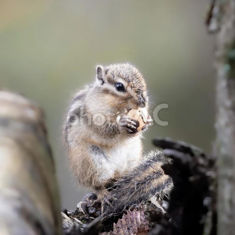 森のリスが木の実を運ぶ瞬間④ リス,森,木の実の写真素材