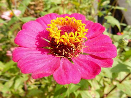 【花の写真】 ヒャクニチソウ（百日草）の写真