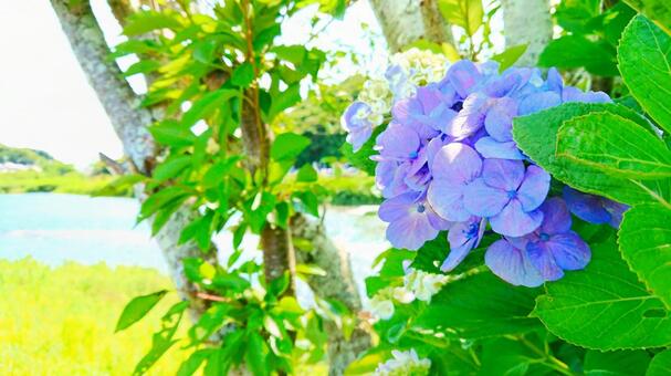 川辺のアジサイ 川辺のアジサイの写真