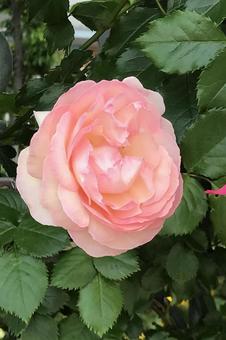 バラの花 バラの花の写真