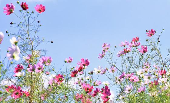 Pink cosmos flowers and blue sky, JPG