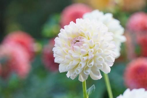 ダリア ダリア ダリア,花,白の写真素材