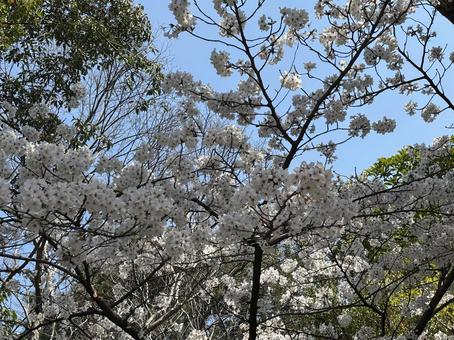 桜の風景 桜の風景の写真