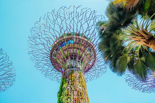 【シンガポール】スーパーツリー 【シンガポール】スーパーツリー シンガポール,スーパーツリー,植物園の写真素材
