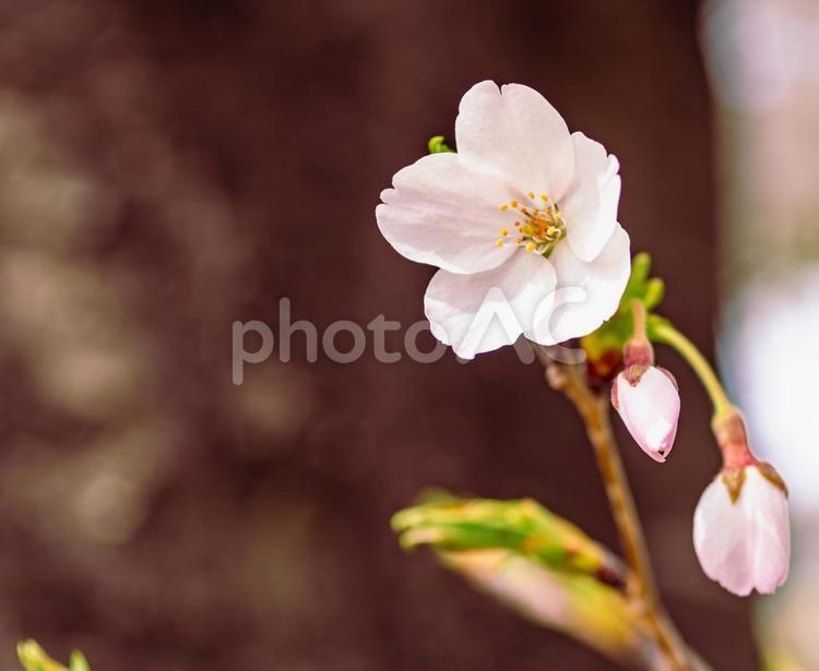 ソメイヨシノ桜ｰ34 ソメイヨシノ,さくら,桜の写真素材