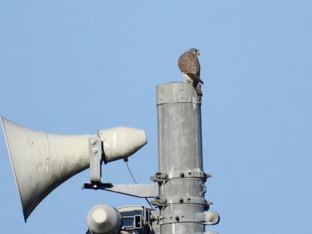 スピーカーの上にとまるチョウゲンボウの写真