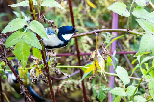 シジュウカラ(85)の写真