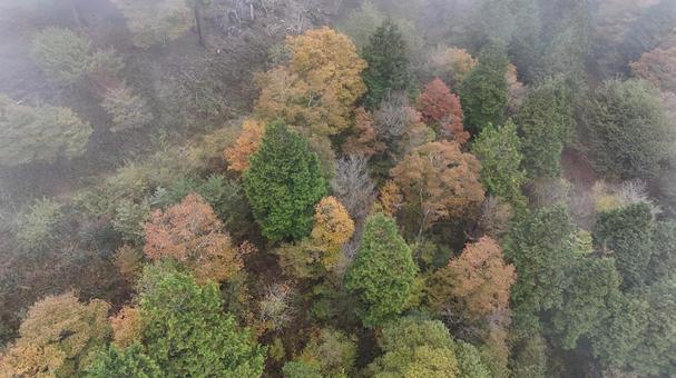 霧の中の山頂002 霧,朝,山の写真素材