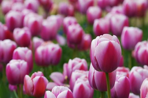 Tulips, JPG Tulips, JPG
