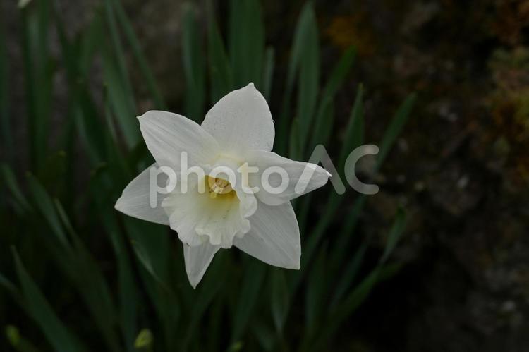 水仙　スイセン　庭に咲くスイセンの花 水仙,スイセン,すいせんの写真素材