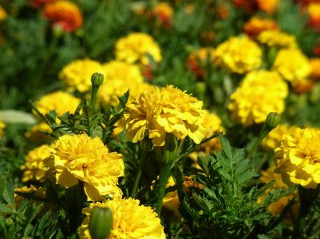 公園の花壇に咲くマリーゴールド 公園の花壇に咲くマリーゴールドの写真