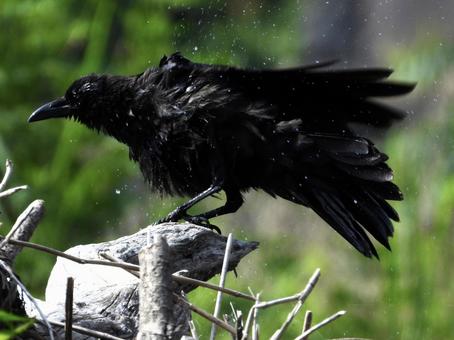 水を振るい落とすカラス 水を振るい落とすカラスの写真