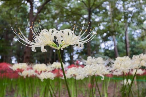 彼岸花 彼岸花 ヒガンバナ,花,植物の写真素材
