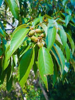 若いどんぐり どんぐり,植物,木の写真素材