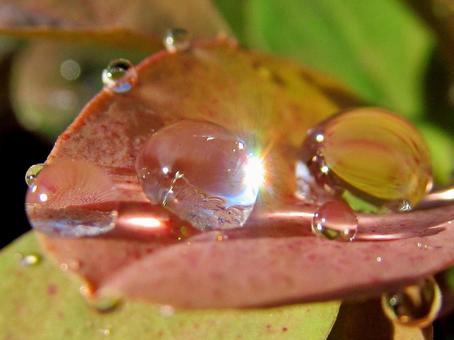 水滴と朝の光の風景 水滴と朝の光の風景 水滴,しずく,雨の写真素材