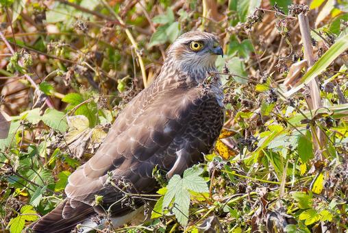 河原に降りたハイタカ幼鳥、クローズアップ ハイタカ,灰鷹,鷂の写真素材